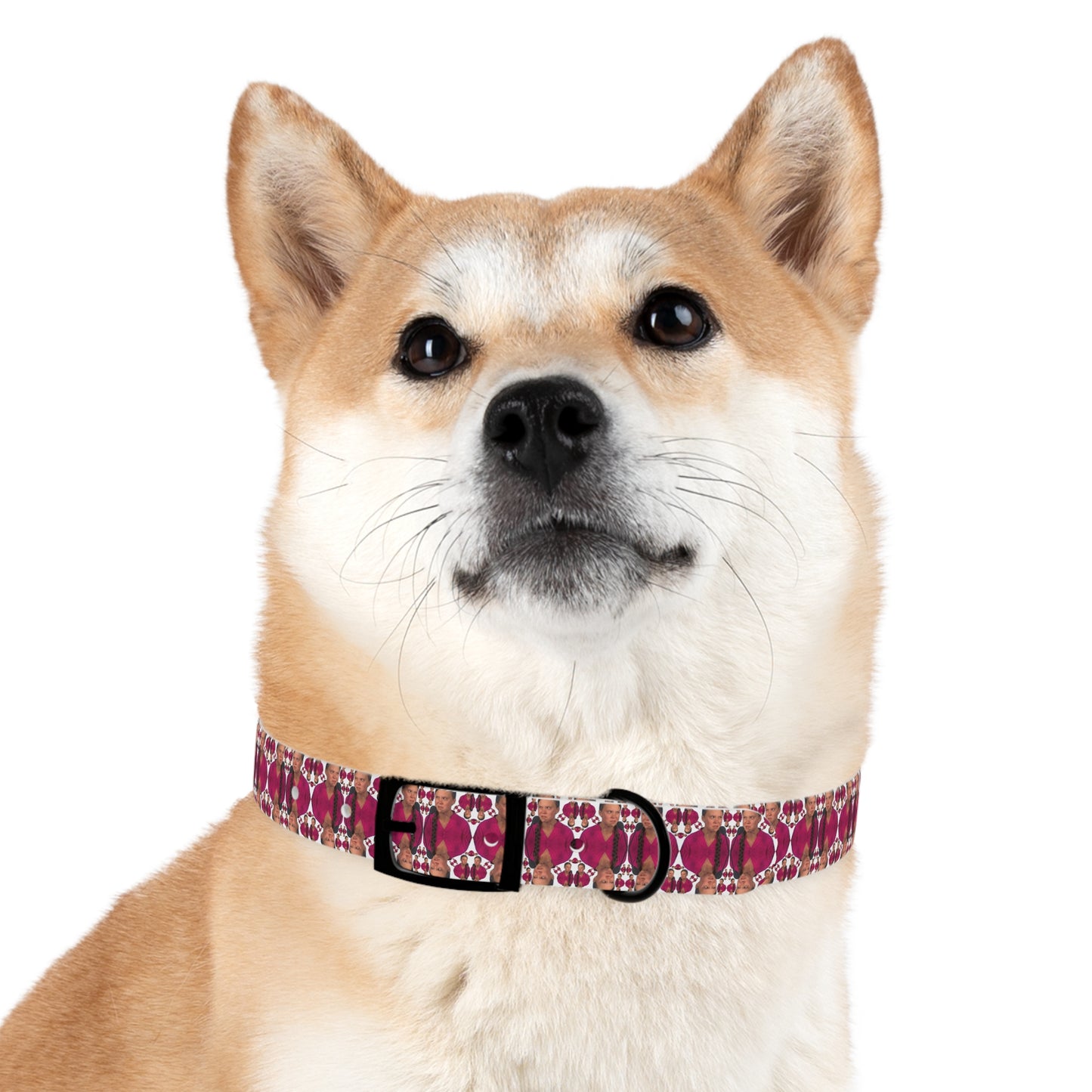 Double Dog Dare Collar